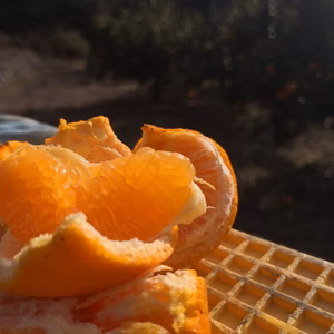 セット販売！山口県オリジナル柑橘「せとみ」＆伊予柑！