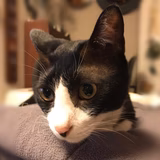 おちあい たかし