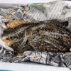 獲れたら活かしで発送！！天然車海老(サイマキエビ)