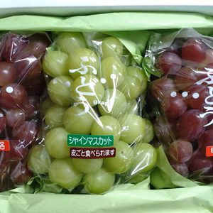 【秋のブドウ】シャインマスカット1房+甲斐路2房入り　山梨南アルプス市より