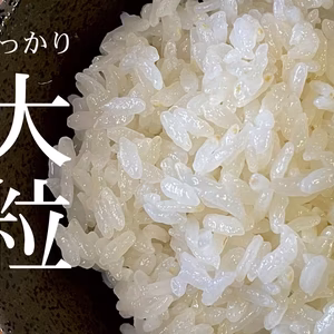 【令和6年産】大粒で冷めても美味しい！ 特別栽培米ひゃくまん穀（白米）石川県産