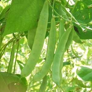 自然栽培のモロッコインゲン　