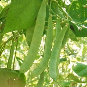 自然栽培のモロッコインゲン　