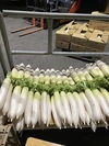 農家直送。青首大根Ｌサイズ１０本入り
