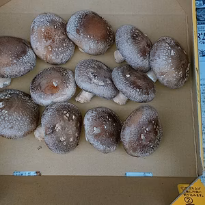 中サイズの椎茸   