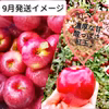 【樹熟りんごで口福体験を♪】旬のりんごリレーBOX