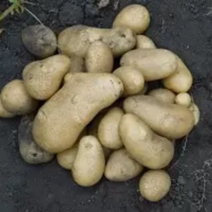 じゃがいも メークイン サイズ混合 木村秋則式自然栽培 自然栽培 無農薬