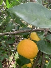 黄色い木熟【すだち】無農薬1kg 無消毒、農薬・化学肥料不使用、ノーワックス