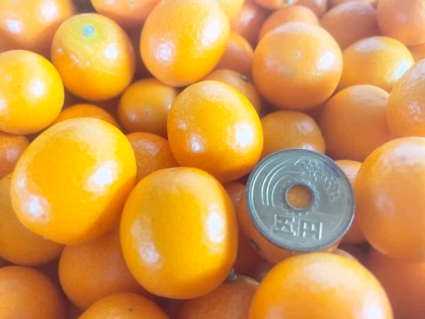 何個もパクパク「種ごと丸ごときんかん」ミニサイズ計2kg