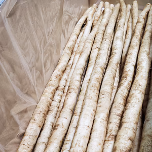 新鮮！風味豊かな洗いごぼう菊池市産