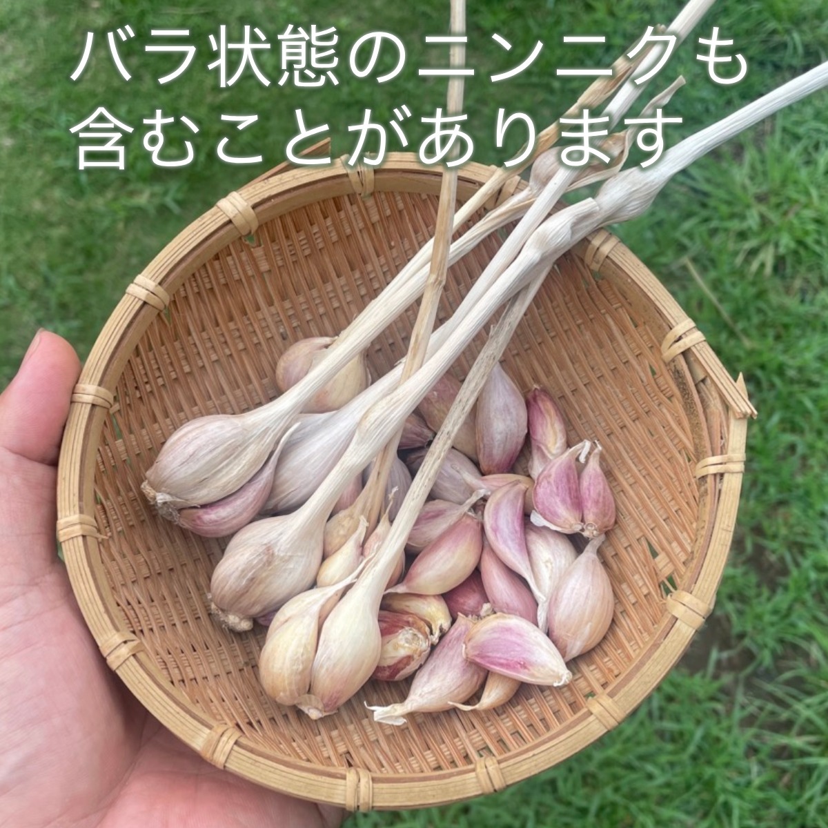 特価品セ メール便〉沖縄島にんにく100g〜【無農薬・無肥料 自然栽培 Vegetables