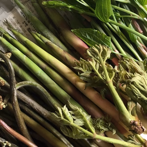 お試し山菜セット ご注文頂いてから山に採りに行きます。