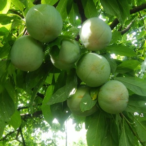 ポケマル 果物のソルダムの通販 全国の農家から産地直送で取り寄せできるポケットマルシェ