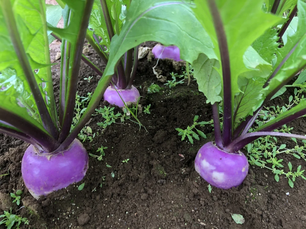 【月1回】食べ頃”旬”野菜せっと（8品）【農薬、化学肥料なし】