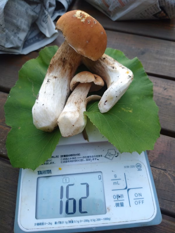 ◆ニセコ産天然生ポルチーニ茸