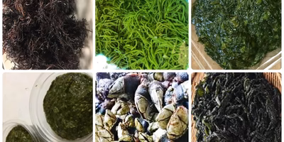 欲張りさんへの贈り物。たっぷり海藻セット