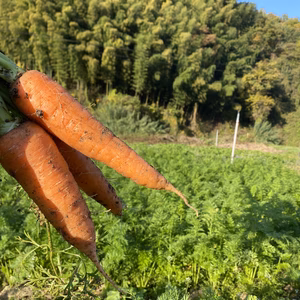 【自然栽培】葉付にんじん （肥料・農薬不使用）
