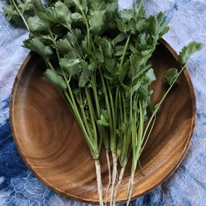 畑直送！採れたてパクチー  選べるサイズ