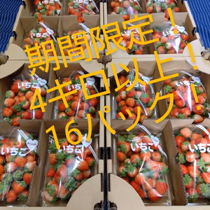 【7周年福袋】期間限定！16パック！合計４キロ以上！夏秋いちご　すずあかね　苺
