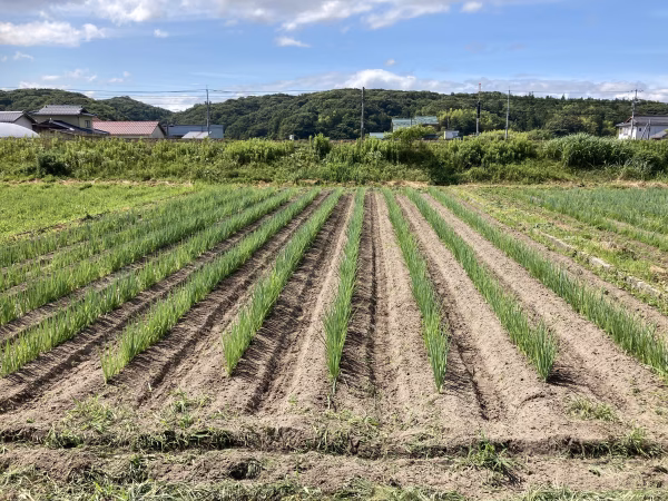 FARM  SHIMIZU