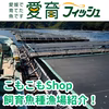 こもこもShop品質【愛媛県産】『海の鯛陽(養殖マダイ小サイズ)』神経〆付