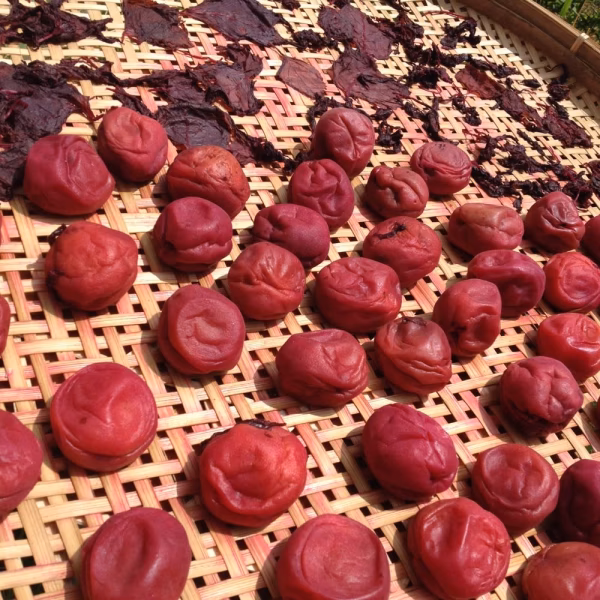 【無農薬・無肥料・無添加】昔ながらのしょっぱい梅干し（不揃い）