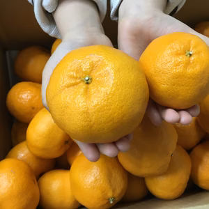 今季最終！残り4箱追加　癒されかおり広がる段々畑のポンカン２kg～