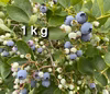 【シーズン終盤の晩成品種】自然栽培生ブルーベリー