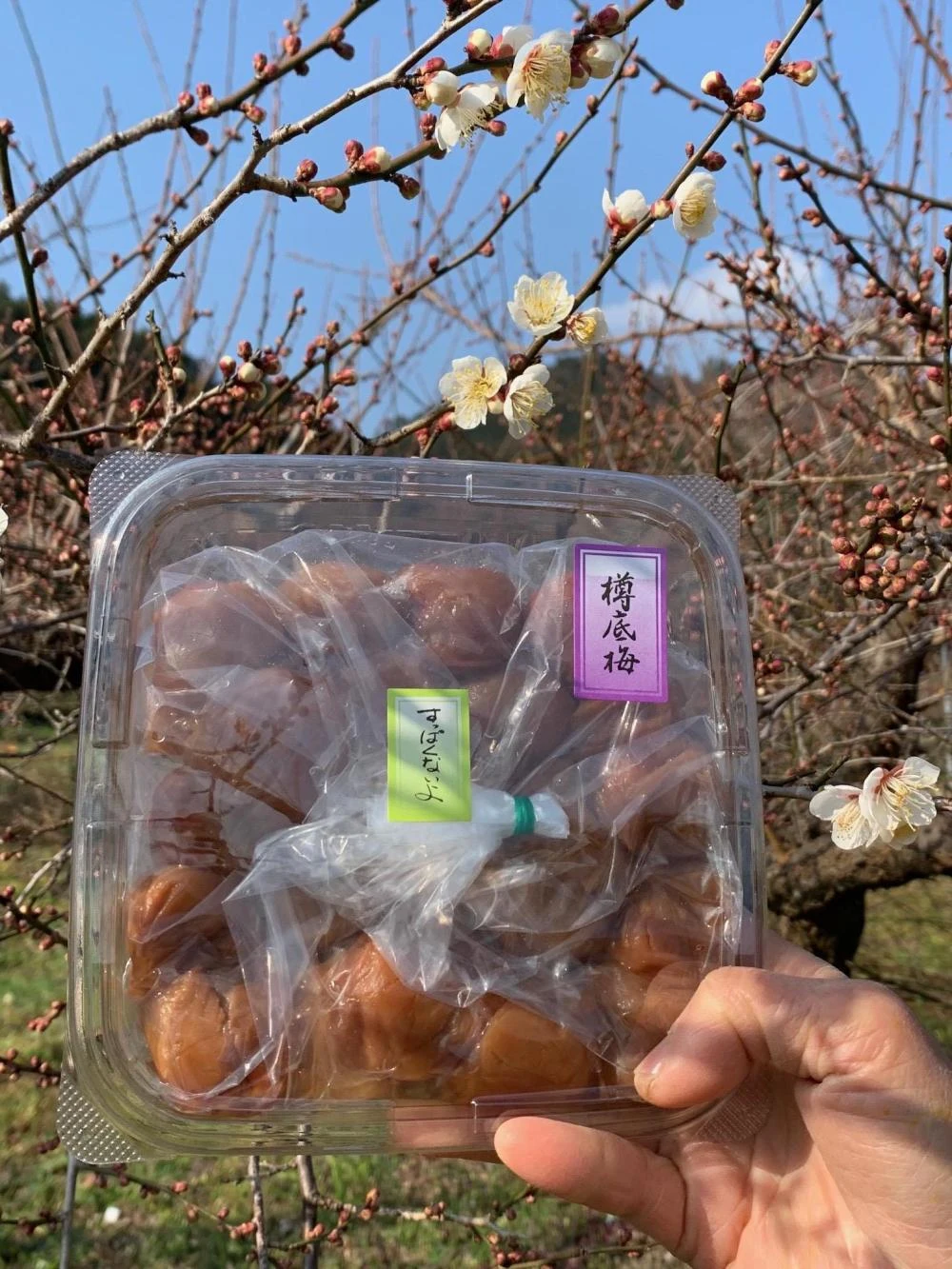 うめよしの訳あり南高梅すっぱくないよ 500g