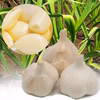 B級品『農薬・化学肥料・除草剤・防虫剤等不使用』福地ホワイト六片 にんにくバラ★