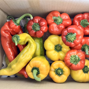 もうじき終わり！パプリカ・パレルモの詰め合わせセット！10個〜13個