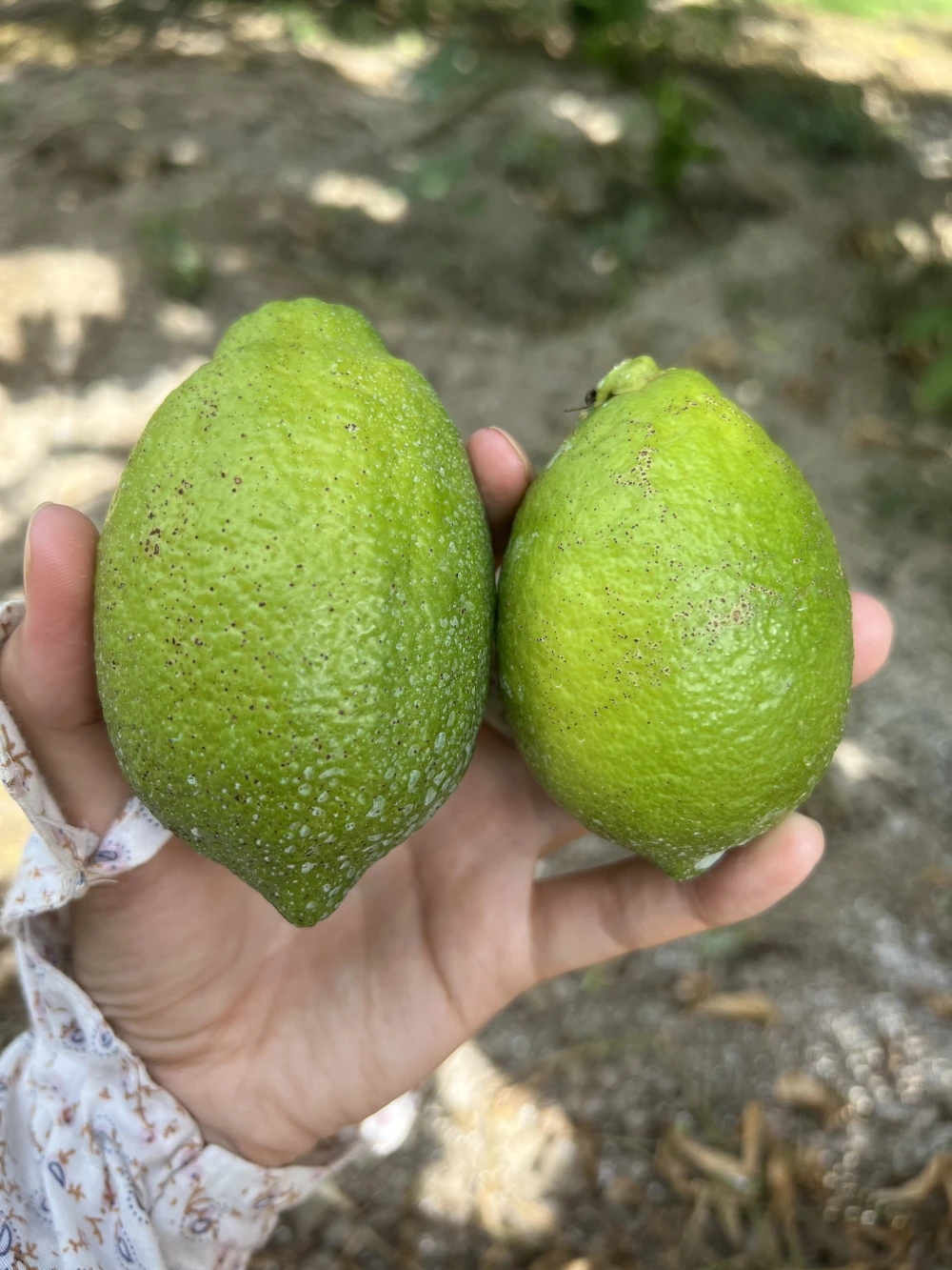 瀬戸内海の島育ち！グリーンレモン　家庭用