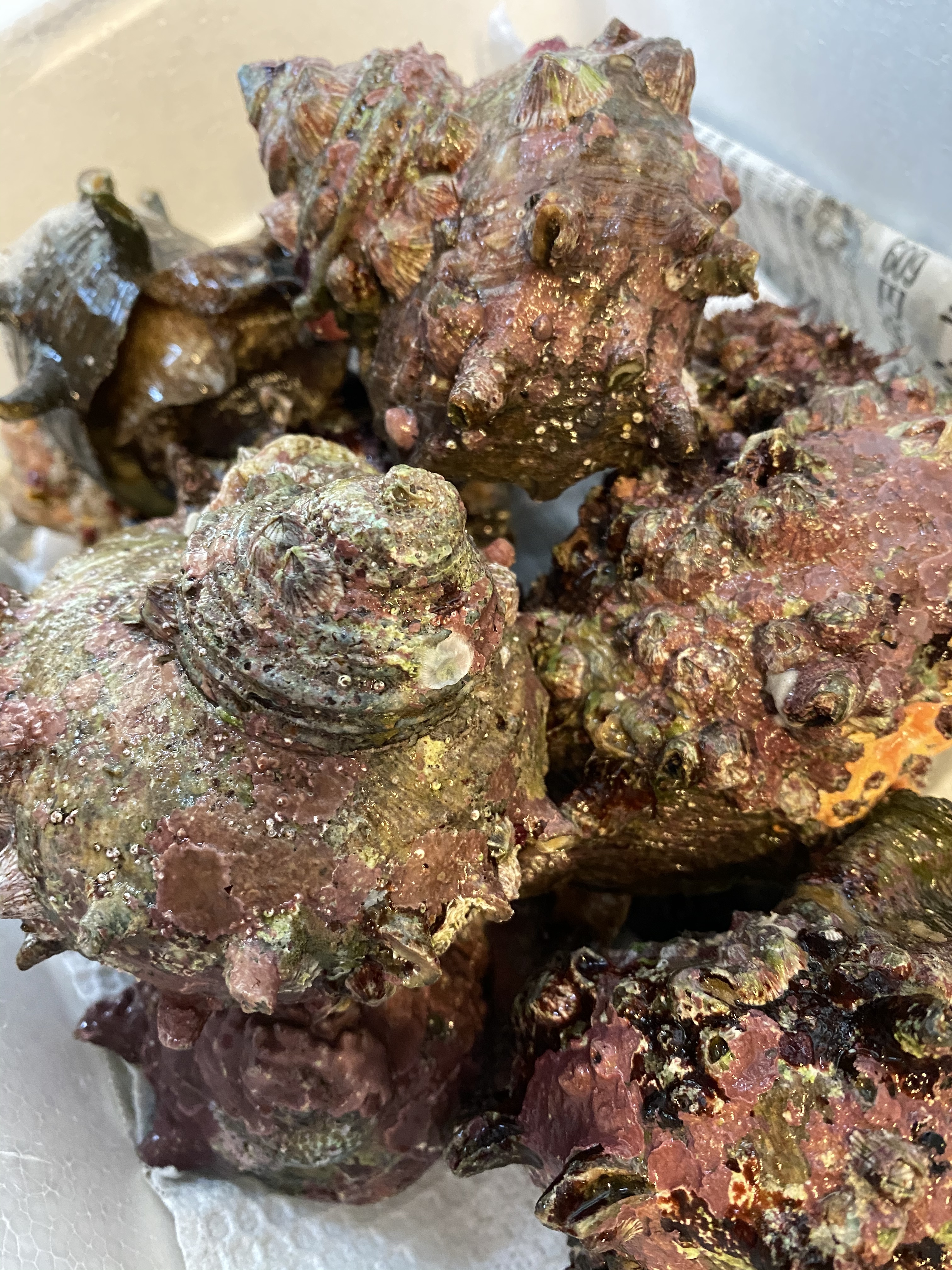 父の日ギフト 五島列島産 天然活黒アワビと天然活サザエセット 農家漁師から産地直送の通販 ポケットマルシェ