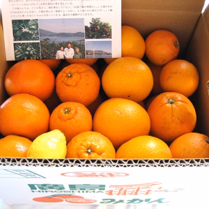 不知火、伊予柑、ハッサク 5kg 有機肥料100%！化学合成農薬半分！【柑橘食べ