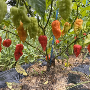 【数量限定】香辛子/唐辛子 50g(10以上～）※そのまま食べれます