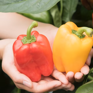 和ぷりか+ブロッコリー5株