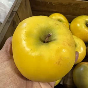 盛岡市産　希少品種『こうこう』