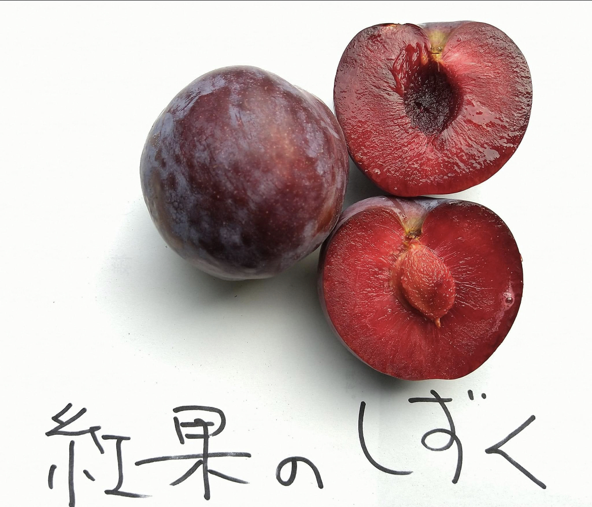 ドラキュラが食べる果実【すもも『紅香のしずく』】家庭用｜果物