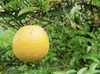 『メイポメロ』静岡県生まれの柑橘！