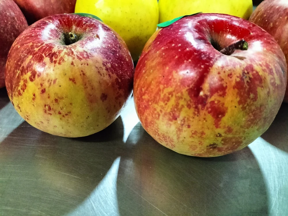 オーガニックりんご（Organic Apple）サンふじ【訳あり加工用】