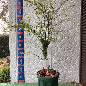 フィンガーライム接ぎ木苗　ウオーコップ