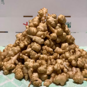 無農薬、有機肥料のみを使った"農家の菊芋"