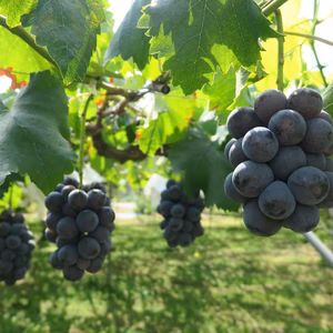 まろやかな甘さ！柔らか食感！種なし藤稔！粒パック