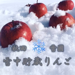 【先行予約雪中りんご】雪中貯蔵 りんご リンゴ 秋田 ギフト 贈答 家庭