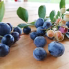 7月になってから発送予定 ブルーベリー1kg