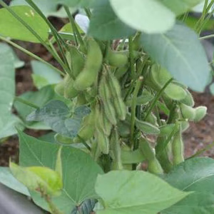 だだちゃ豆農家が育てた枝豆「おつなひめ」