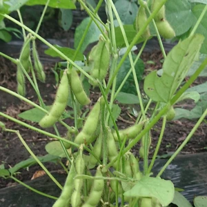夏を楽しもう✨おうちで枝豆収穫体験✨セット‼️