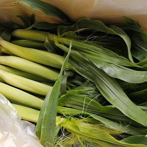 【6月下旬の発送】45～50本ひげ付きヤングコーン　クール便80サイズ箱