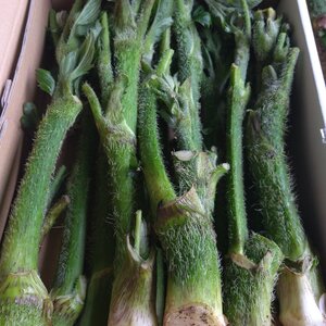 アクと香りを楽しむ✨大人の味”山ウド”