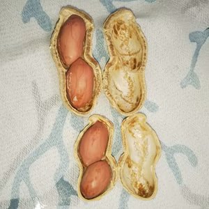 美味しい炒り落花生